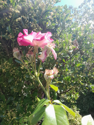 flowers